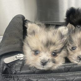 Pomeranians from SuperNova  & Mystic Magic Pomeranians