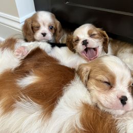 Cavalier King Charles Spaniel Puppies from CK Cavaliers