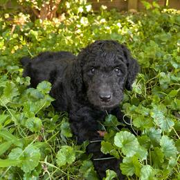 Banks (Blue collar) - Silver male Poodle puppy in Batavia, Ohio from The Livezey Standard-CKCS and Standard Poodles
