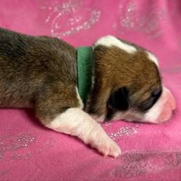 Clove - Red female Pembroke Welsh Corgi puppy in Griffin, Georgia from Rollnoaks & Cottontail AKC Pembroke Welsh Corgis