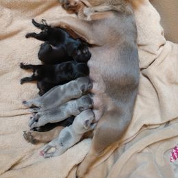 French Bulldog Puppies from Wind Ridge Frenchies