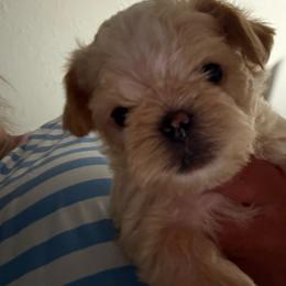 Girl 1 - Belge female Brussels Griffon puppy in Ogden, Utah from Shelly's Brussels Griffons
