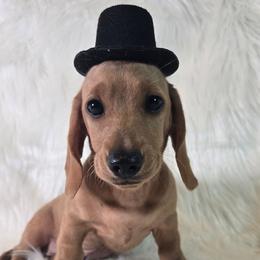 AKC Cooper -Parents DNA- 2,700 - Cream male Dachshund puppy in Kansas City, Missouri from Divine Doxies LLC