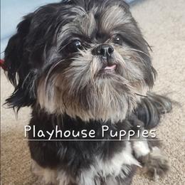 Ranger - Shih Tzu