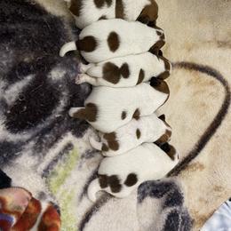 Chinese Crested and Russell Terrier Puppies from Jumping Jacks Russells