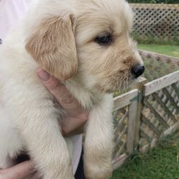 Golden Retriever Puppies from Robertson Retrievers