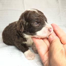Girl 3 - Red female Aussiedoodle puppy in Alabama from SBA Aussies