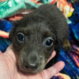 Sky - Blue and tan female Dachshund puppy in Poplarville, Mississippi from Sarah’s Darling Dachshunds