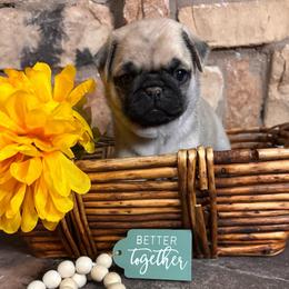 Yellow collar - Fawn male Pug puppy in Tucson, Arizona from Furever Friends