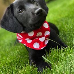 Labrador Retriever Puppies from Lone Star Texas Retrievers