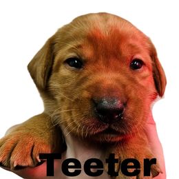 Teeter - Yellow female Labrador Retriever puppy in Sidney, Nebraska from Nebraska Strong Labradors