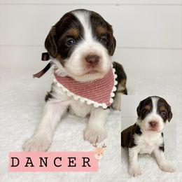 Dancer - Red tri-color female Aussiedoodle puppy in Central, Arizona from Cotton Lane Puppies