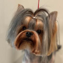 Sam - Blue and gold male Yorkshire Terrier puppy in Placerville, California from Diamond Springs Boutique