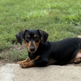 Zoe - Dachshund