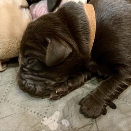 Cypress - Chocolate male Labrador Retriever puppy in Bandera, Texas from The Sugar & Spice Ranch Labrador Retrievers