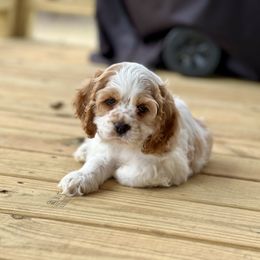 Cavapoos, Cockapoos, and Cocker Spaniels from Rocky Road Puppies