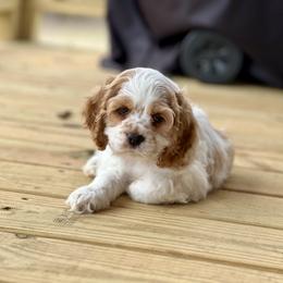 Cavapoos, Cockapoos, and Cocker Spaniels from Rocky Road Puppies