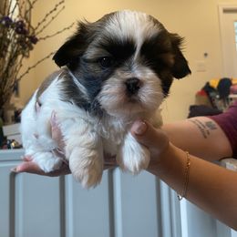 Kristia Fashionista - Gold and white Shih Tzu puppy in Ellicott City, Maryland from Dr. Dmitriy Kurenbin PURE SHIH TZU Puppies