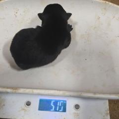 Bigger black male - Black male Schipperke puppy in Randsburg, California from Light's Family Farm & Schipperke Ranch