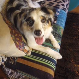 Australian Shepherd Puppies from Remy's BFF's (Best friends furever)