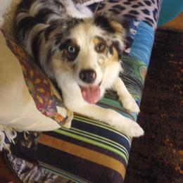 Australian Shepherd Puppies from Remy's BFF's (Best friends furever)