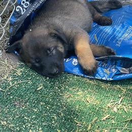 Belgian Malinois Puppies from BlueStone