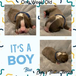 Boston Terrier Puppies from Legacy Boston Terriers