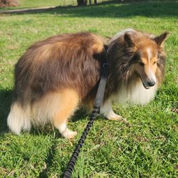 Radar - Shetland Sheepdog