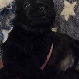 Shadow - Black male Shih Tzu puppy in Kernersville, North Carolina from SweetTee's Shih Tzus LLC