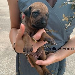 Girl 3 - Wheaten female Rhodesian Ridgeback puppy in Mayfield, Kentucky from Ridgeback Farm