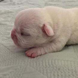 Maverick - Cream male French Bulldog puppy in Riverview, Florida from The Frenchie Lady Co.