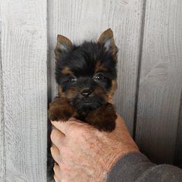 Boy 2 - Blue and gold male Yorkshire Terrier puppy in Jamestown, Tennessee from Green Ridge