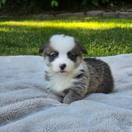 Black Collar Male - Red male Pembroke Welsh Corgi puppy in Tenino, Washington from LoneStar Corgis NW