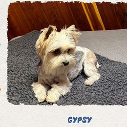 Gypsy - Yorkshire Terrier