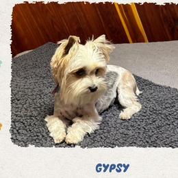 Gypsy - Yorkshire Terrier