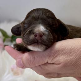 Grace Hope - Brown female Cockapoo puppy in Mocksville, North Carolina from Little Bear Doodles