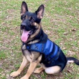 German Shepherds from Fidelis Kennels