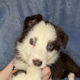 Gray color - Panda female German Shepherd puppy in Marion, Ohio from Legacy K9’s