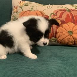 Snuggled - Black brown and white male Papillon puppy in Lake Wales, Florida from Papillon's of Polk County Florida