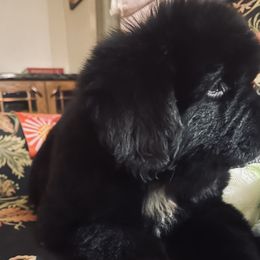 Newfoundland Puppies from CBN