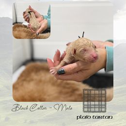 Plaid Tartan - Black Collar - Apricot male Goldendoodle puppy in Garland, Texas from Twilight Doodles