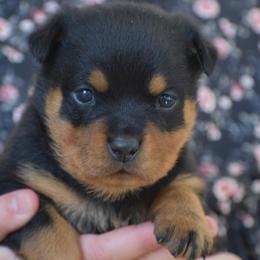 Girl 1 - Black and mahogany female Rottweiler puppy in Catawissa, Pennsylvania from Sharp Ridge Rottweilers