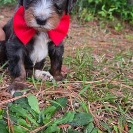 Willie Nelson - Blue merle male Bernedoodle puppy in Augusta, Georgia from Ivey's Poodles & Doodles