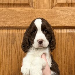 Sweeney - Liver and white male English Springer Spaniel puppy in Casnovia, Michigan from DESK Springer Spaniels