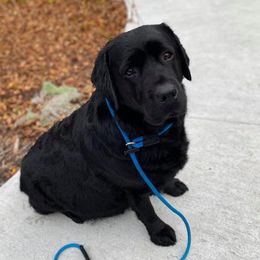 English Springer Spaniels and Labrador Retrievers from Buffie Gonzales