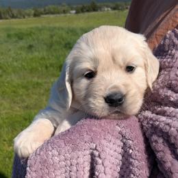 Purple - Light golden female Golden Retriever puppy in Roseburg, Oregon from Unbound Goldens