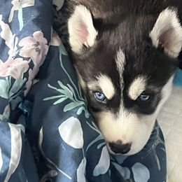 Siberian Husky Puppies from Cute Canines & Corp