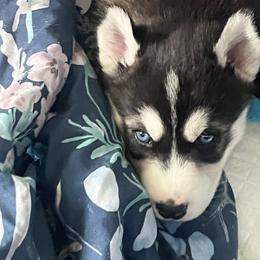 Siberian Husky Puppies from Cute Canines & Corp