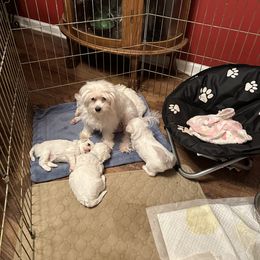 Maltese and Yorkshire Terrier Puppies from Lynn’s Precious Pups