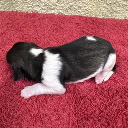 Jules - Parti female Miniature Schnauzer puppy in Comanche, Texas from Circle R Sidney